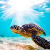 Sea Turtle